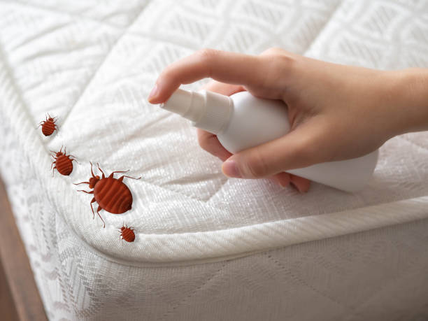 Best Pest Exclusion Services  in Mount Vernon, KY